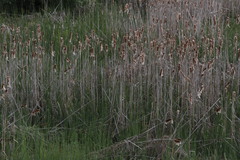 Typha angustifolia