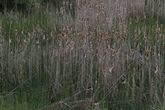 Typha angustifolia