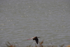 Himantopus himantopus