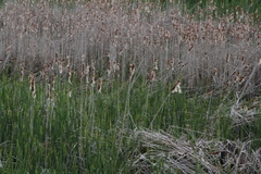 Typha angustifolia