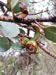 Eucalyptus nutans