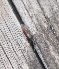 Temnostethus pusillus