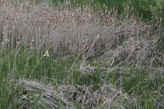 Typha angustifolia