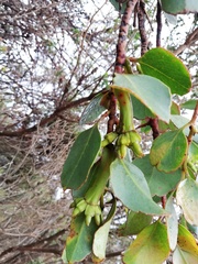 Eucalyptus nutans