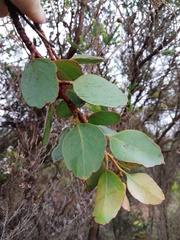 Eucalyptus nutans