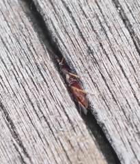 Temnostethus pusillus