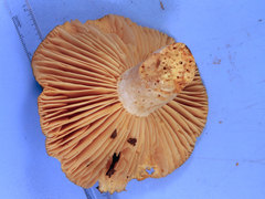 Russula eccentrica
