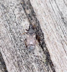 Temnostethus pusillus