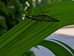 Cydalima perspectalis