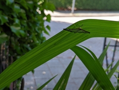 Cydalima perspectalis