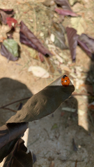 Coccinella septempunctata