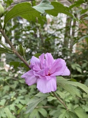 Hibiscus syriacus
