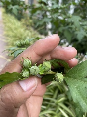 Hibiscus syriacus