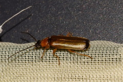 Rhagonycha lutea