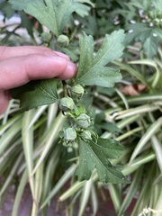 Hibiscus syriacus