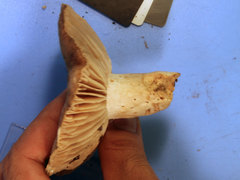 Russula eccentrica
