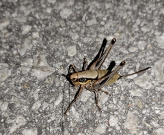 Eupholidoptera megastyla