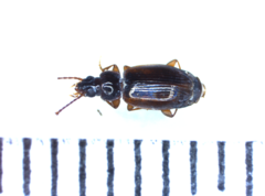 Trechus quadristriatus