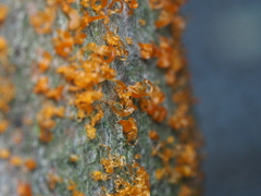 Quaternaria quaternata