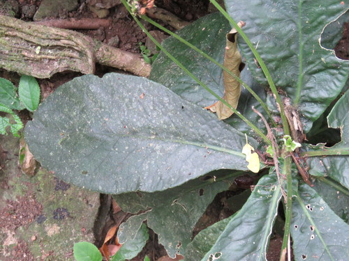 Tetranema roseum, photograph 6