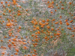 Quaternaria quaternata