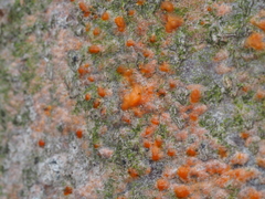 Quaternaria quaternata