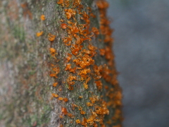 Quaternaria quaternata