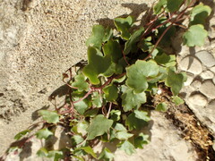 Cymbalaria muralis