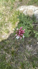 Stellera chamaejasme