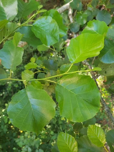 Iberian Alder