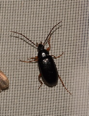 Gonodera luperus