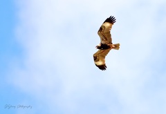 Hamirostra melanosternon