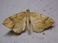 Eulithis mellinata