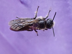 Chelostoma rapunculi