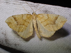 Eulithis mellinata