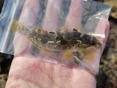 Hexagrammos agrammus