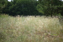 Stipa borysthenica