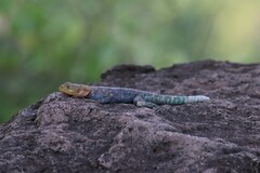 Agama lionotus