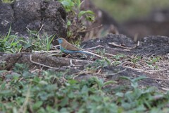 Uraeginthus bengalus