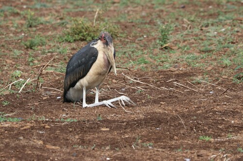 Marabou Stork (Leptoptilos crumenifer), photo 7