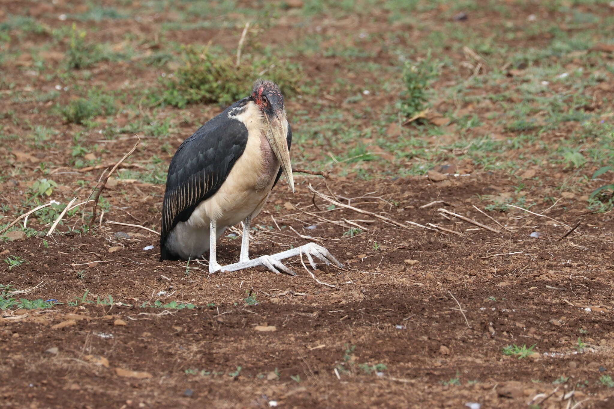 Marabou Stork illustration