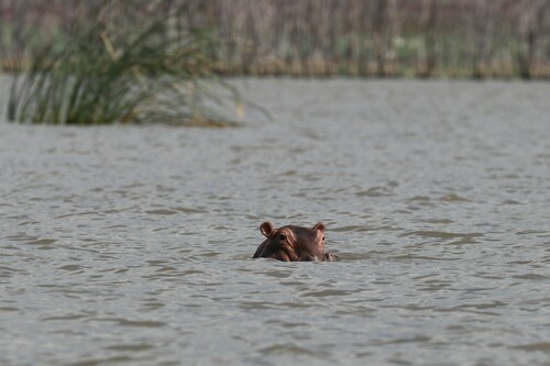 Common Hippopotamus