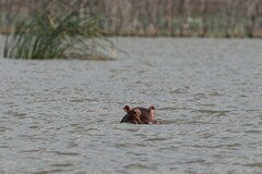 Hippopotamus amphibius
