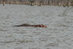 Hippopotamus amphibius