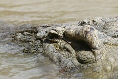 Crocodylus niloticus