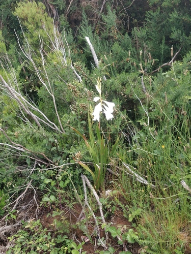 Watsonia borbonica image