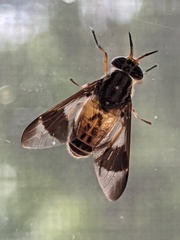 Chrysops montanus