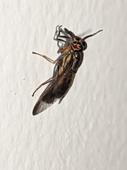 Chrysops univittatus