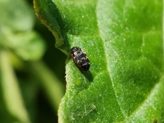 Paranovelsis perplexus