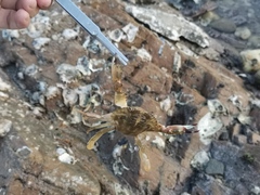 Charybdis japonica